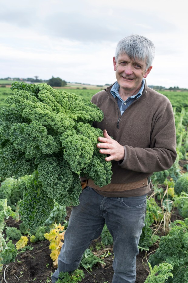 fruit-and-veg-grower-profile-september-2016-molyneaux-curly-kale-portrait