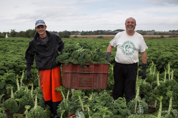 fruit-and-veg-grower-profile-september-2016-molyneaux-pickers-in-field
