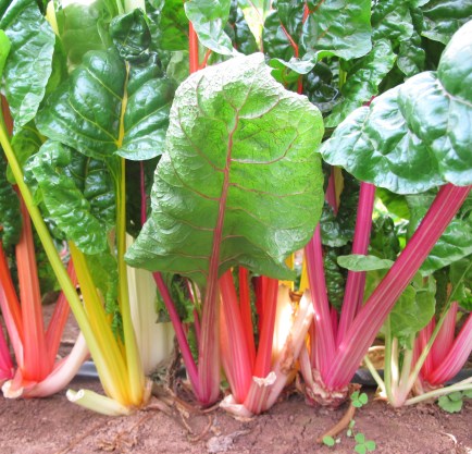 rainbow-chard