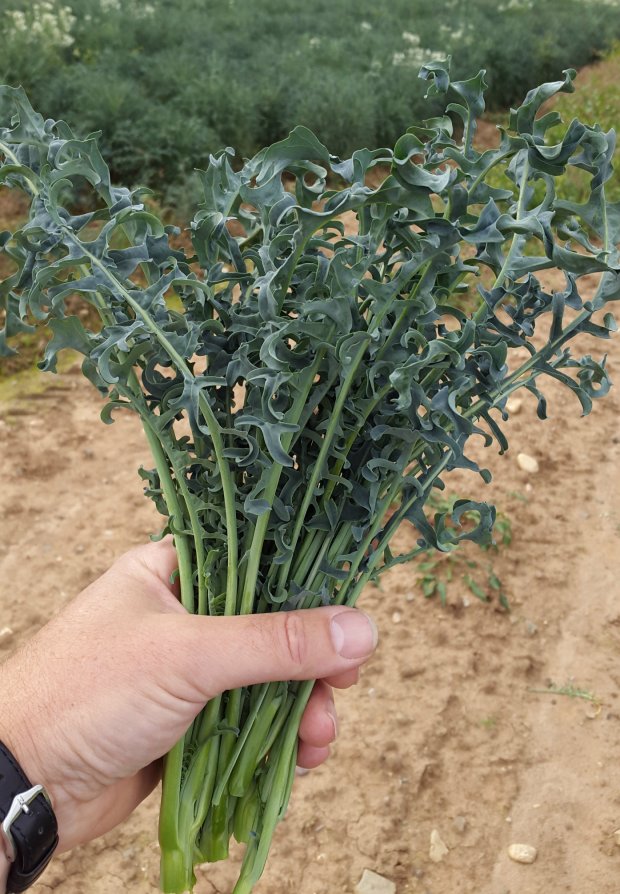 Ricci Spigiarello 20170825_113008